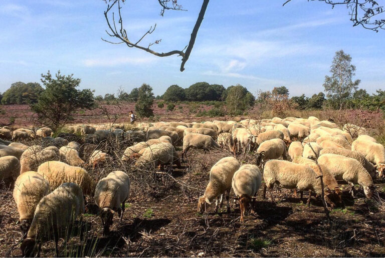 reggedalappartementen weidezicht4